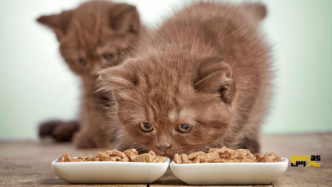 همه چیز در مورد غذا دادن به بچه گربه ها